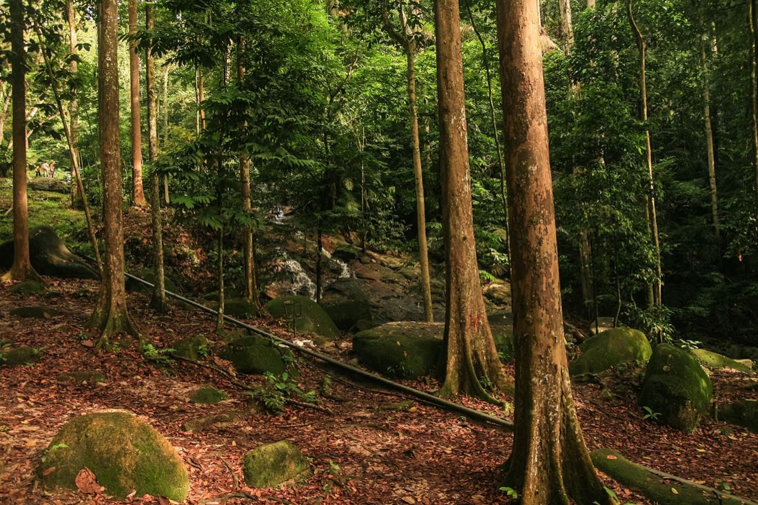 Rainforest at the Forest Research Institute Malaysia in Kepong